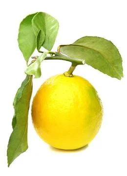 Lime Stock Photos