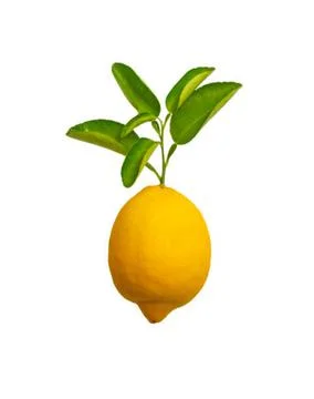 Lime Stock Photos