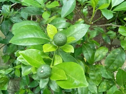 Lime plant  Фото