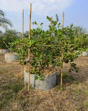 Lime plantation Stock Photos