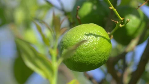 Lime ripening on a tree in 4k slow motion 60fps Video stock 126055069