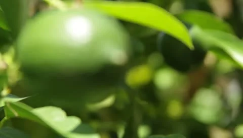 Lime ripening on a tree Stockbeeldmateriaal 8969524