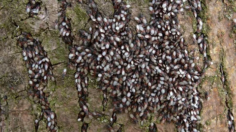 Lime seed bug (Oxycarenus lavaterae) cluster on tree bark 库存影片 115445864