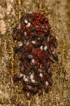 Lime seed bug Oxycarenus levaterae making group for winter hibernation Stock Photos