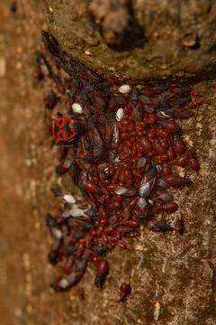 Lime seed bug Oxycarenus levaterae making group for winter hibernation Stock Photos