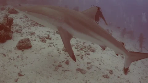 LIME SHARK PASSING BY Stock Footage 308834392