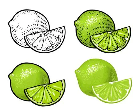 Lime slice and whole. Vector color vintage engraving and flat Illustration