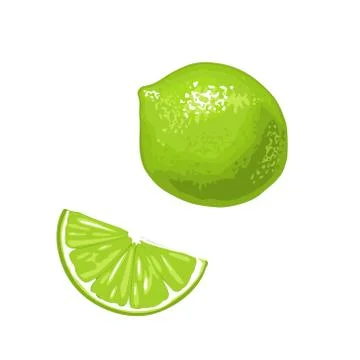 Lime slice and whole.Vector color flat engraving Illustration