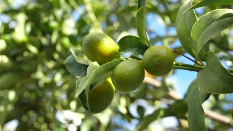 Lime Slow Motion Stock Footage 157677209