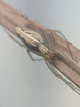 Lime spider Stock Photos