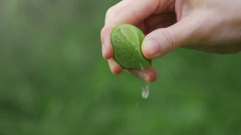 Lime squeezed in slow motion Stock Footage 94756085
