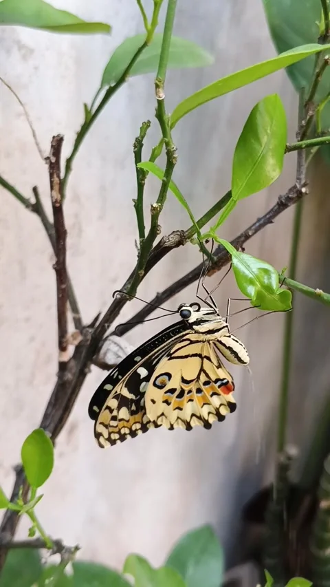 Lime Swallowtail Butterfly Spreading Wings on Branch 스톡 동영상 343071350