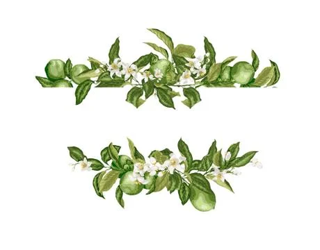 Lime template frame border wth citrus fruits and flowers on the branches Stock Illustration