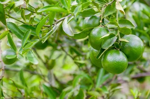 Lime tree and fresh green limes on the branch in the lime garden. Stock Photos