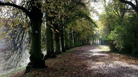 Lime tree avenue in fall Stock Footage 48918648
