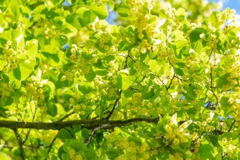 Lime tree background during sunny day Stock Photos