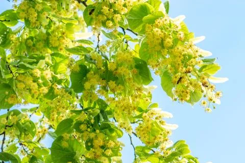Lime tree background during sunny day Stock Photos