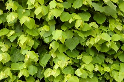 Lime tree background Stock-Fotos
