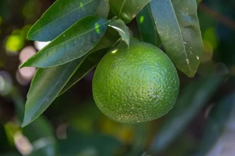 Lime on a tree branch Stock-Fotos