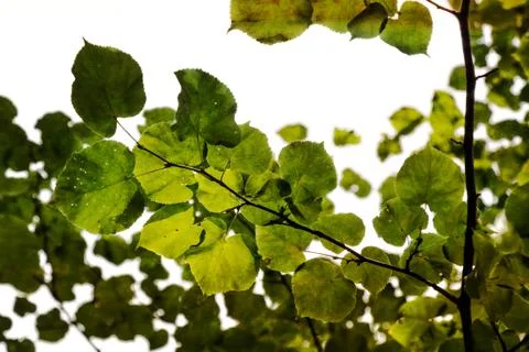 Lime tree branches against the sky Stock Photos