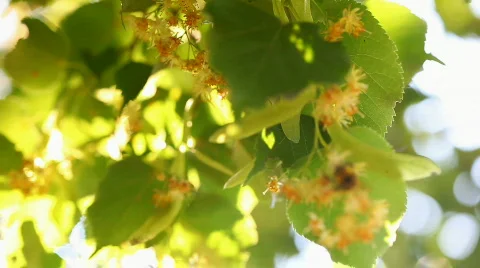 Lime tree with bumble bee on sunlight Stock Footage 771906