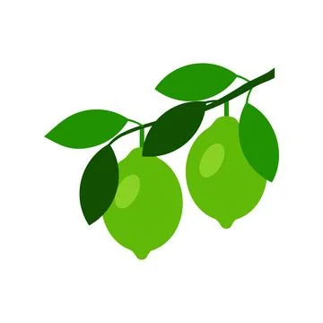 Lime tree bunch vector illustration isolated on white background Stock Illustration