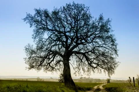 Lime-tree clear against the blue sky Stock Photos