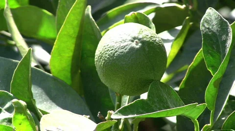 Lime on a Tree Close-Up Video stock 633303