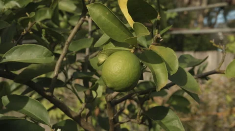 Lime Tree Close Up Stock Footage 51479027