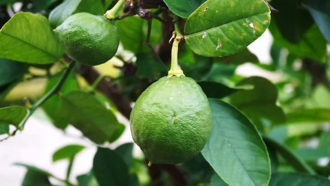 Lime on the tree in the closeup Stock Footage 118229790