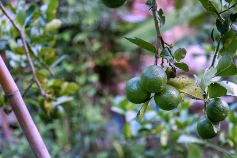 Lime tree in the farm. Raw lime vegetables in nature organic farm Foto stock