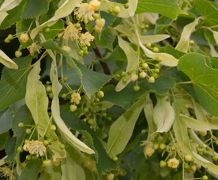 Lime Tree in Flower Stock Photos