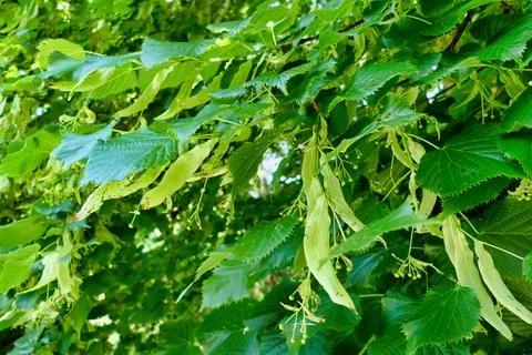 Lime Tree Flowers. Stock Photos