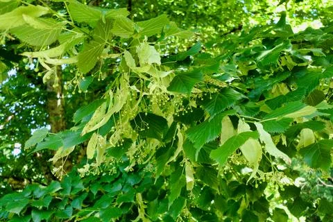 Lime Tree Flowers. Stock Photos