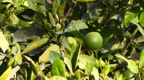 The lime tree Stock Footage 49479870