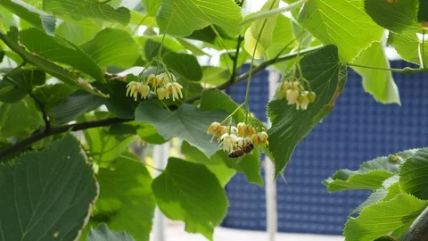 Lime Tree Stock Footage 93116599