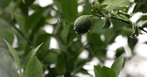 Lime on Tree Vídeos de archivo 130485703