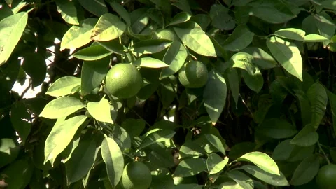 Lime tree 動画素材 148581191