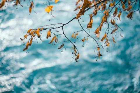 Lime tree fruit on blue background Stock Photos