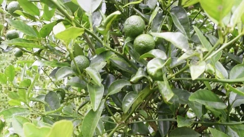 Lime tree with fruit Stock Footage 149857320