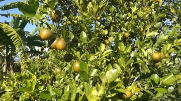 Lime tree fruitful Stock Footage 86004757