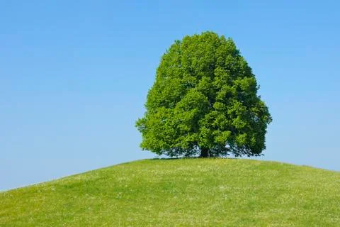 Lime Tree in on Hill in Meadow, Canton of Bern, Switzerland Stock Photos