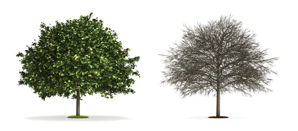 Lime tree. Stock Illustration