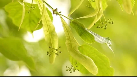 Lime tree inflorescence (finish blossoming) macro shot 動画素材 7399484
