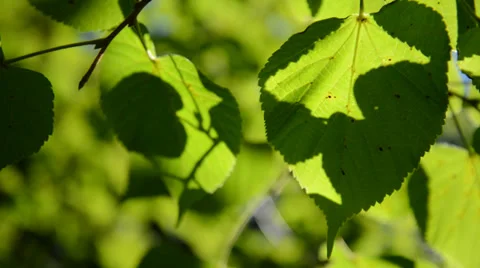 Lime tree leaves back lit 動画素材 29960206