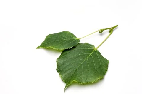Lime tree leaves 스톡 사진