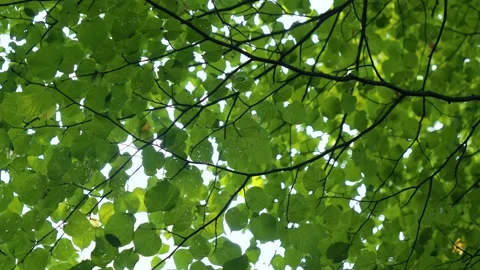 Lime tree leaves swaying in light wind Stock Footage 156973883