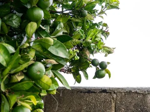 Lime tree next to a wall Stock Photos