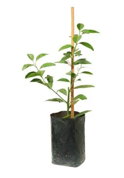 Lime tree in nursery bag Stock Photos