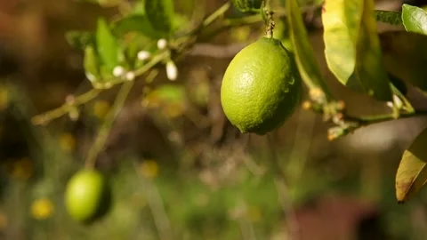 Lime tree panning upwards 스톡 동영상 195120996